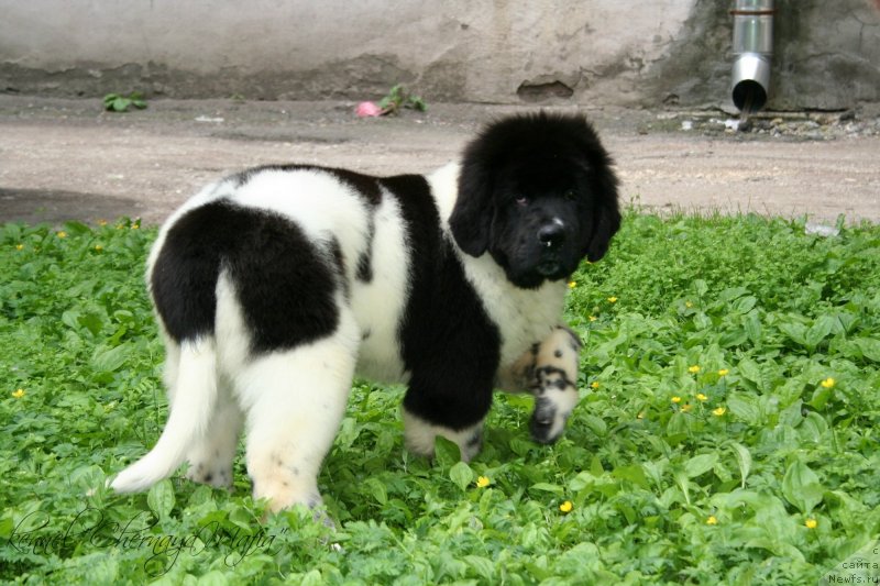 Фото: ньюфаундленд Черная Мафия Зооту (Chernaya Mafia Zooty)