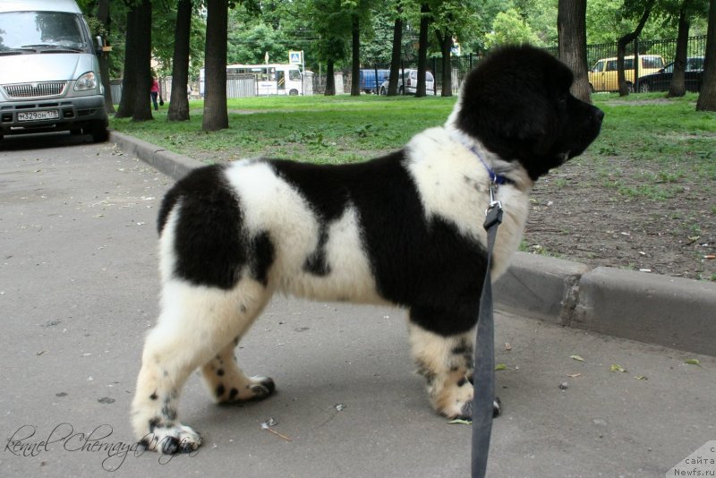 Фото: ньюфаундленд Черная Мафия Зооту (Chernaya Mafia Zooty)