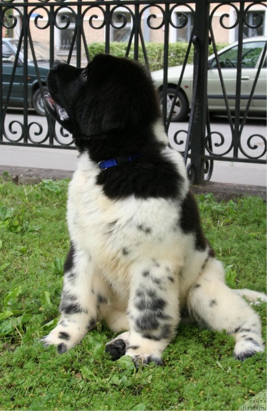 Фото: ньюфаундленд Черная Мафия Зооту (Chernaya Mafia Zooty)