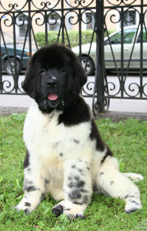 Фото: ньюфаундленд Черная Мафия Зооту (Chernaya Mafia Zooty)