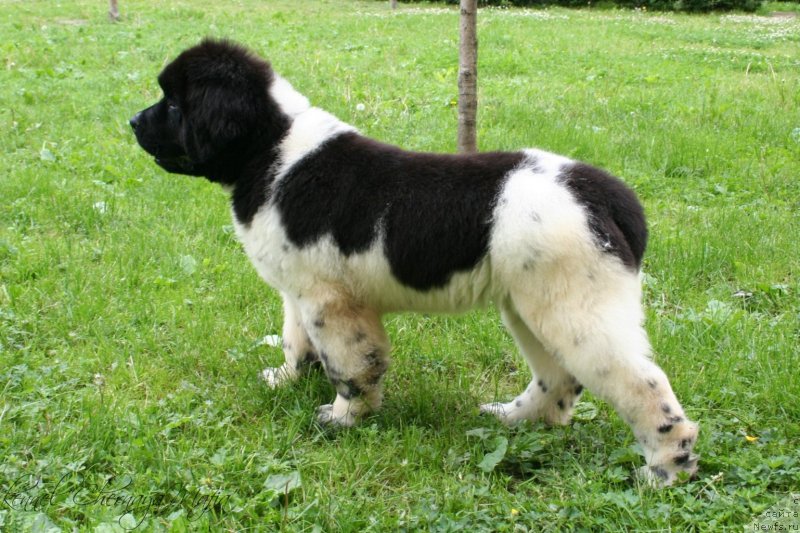 Фото: ньюфаундленд Черная Мафия Зооту (Chernaya Mafia Zooty)