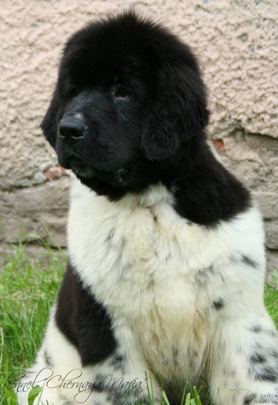 Фото: ньюфаундленд Черная Мафия Зооту (Chernaya Mafia Zooty)