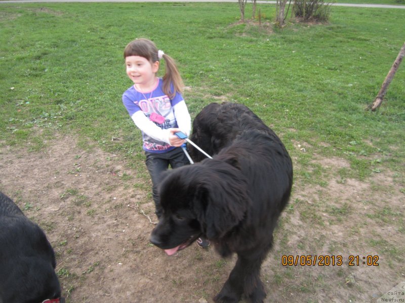 Фото: ньюфаундленд Ван Лен Тайм Олдер