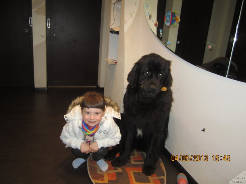 Фото: ньюфаундленд Ван Лен Тайм Олдер