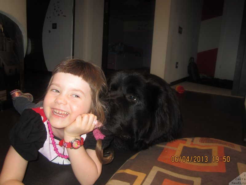 Фото: ньюфаундленд Ван Лен Тайм Олдер