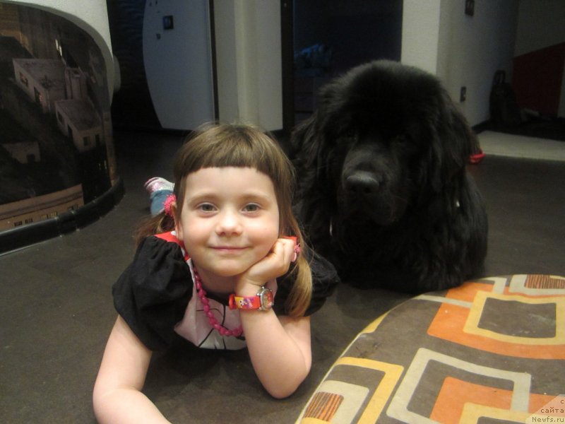 Фото: ньюфаундленд Ван Лен Тайм Олдер