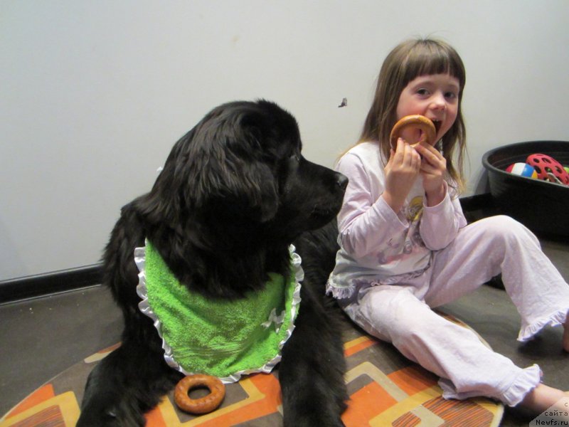 Фото: ньюфаундленд Ван Лен Тайм Олдер