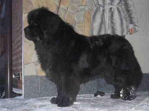 Фото: ньюфаундленд Обуш Шед Эдисон Николь (Obush Shed Edisson Nicole)