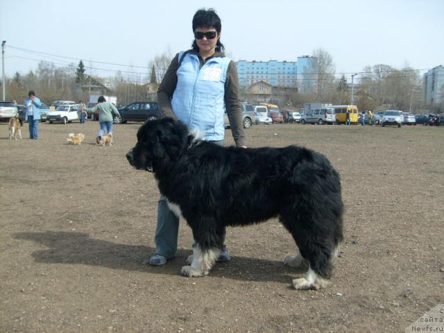 Фото: ньюфаундленд Маг Исполин Ерихон, Лилия Амирова