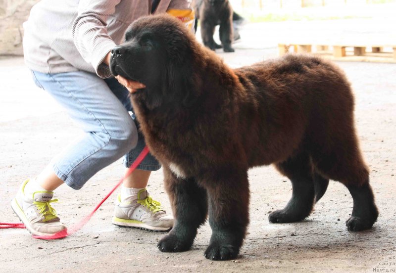 Фотография № 128977