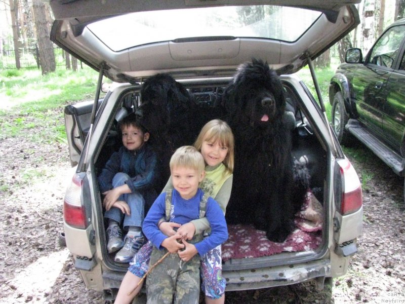 Фото: ньюфаундленд Bears Cove Lucky Break, ньюфаундленд Transatlantika Nuo Ozo Kalvu