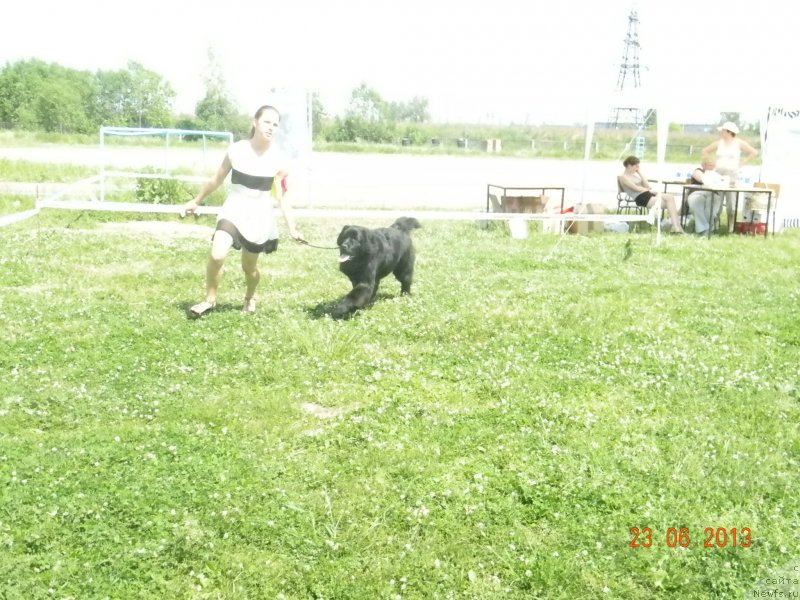 Фото: ньюфаундленд Ньюфорт Черника Леди