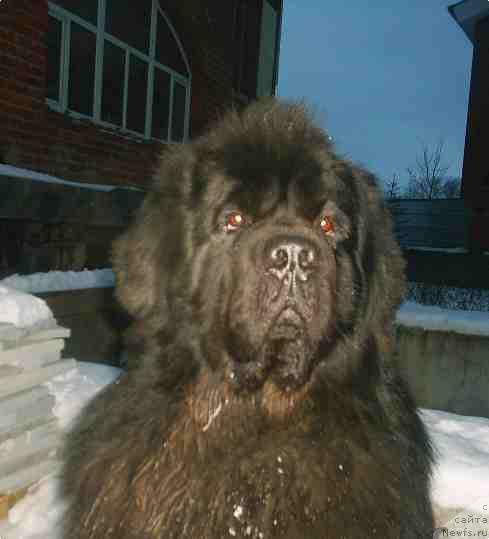 Фото: ньюфаундленд Обуш Шед Эдисон Николь (Obush Shed Edisson Nicole)