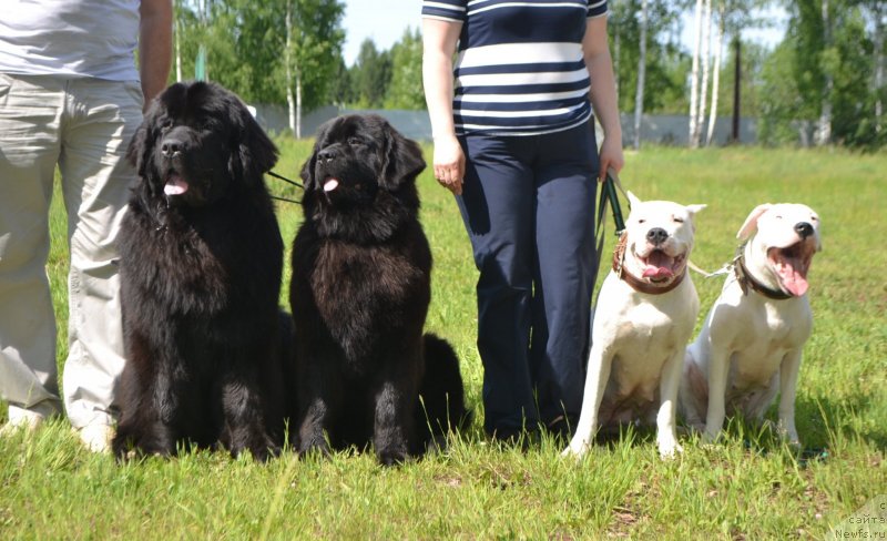 Фото: ньюфаундленд Симбад Покоритель Морей, ньюфаундленд Скарлет О'Хара