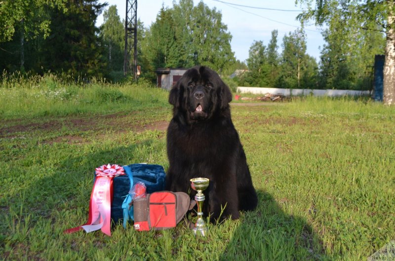 Фото: ньюфаундленд Симбад Покоритель Морей