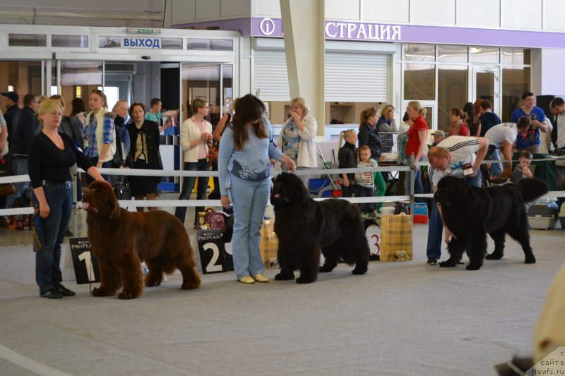 Фото: Шарик, ньюфаундленд Топтыжка Дон Кихот, ньюфаундленд На Гребне Волны Королевский Сын