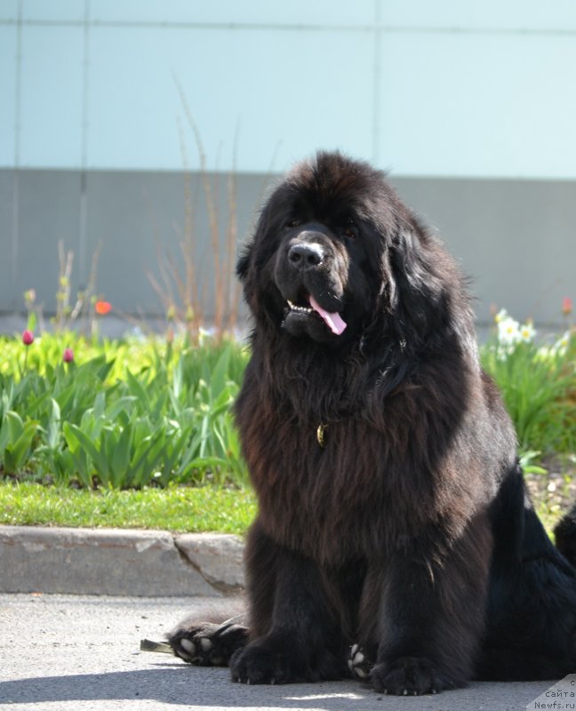 Фото: ньюфаундленд Топтыжка Дон Кихот