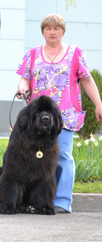 Фото: ньюфаундленд Топтыжка Дон Кихот, Светлана Федорова