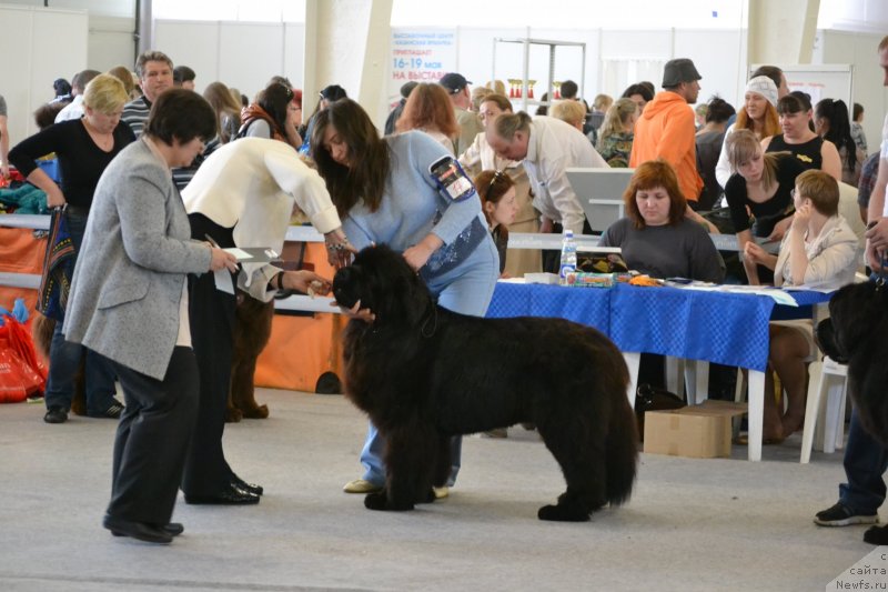 Фото: ньюфаундленд Топтыжка Дон Кихот, Наталья Борисова