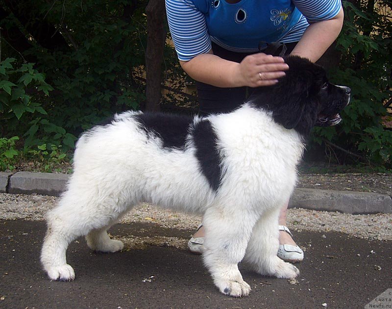 Фотография № 129015