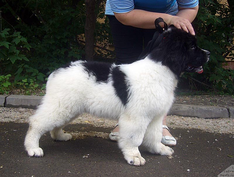 Фотография № 129017