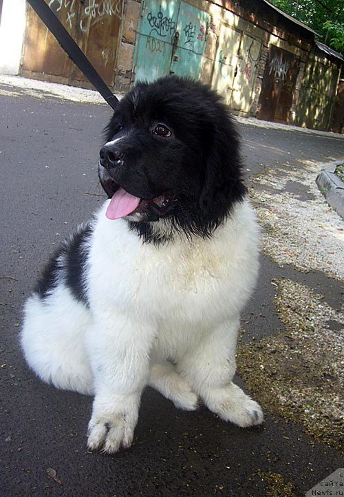 Фотография № 129023