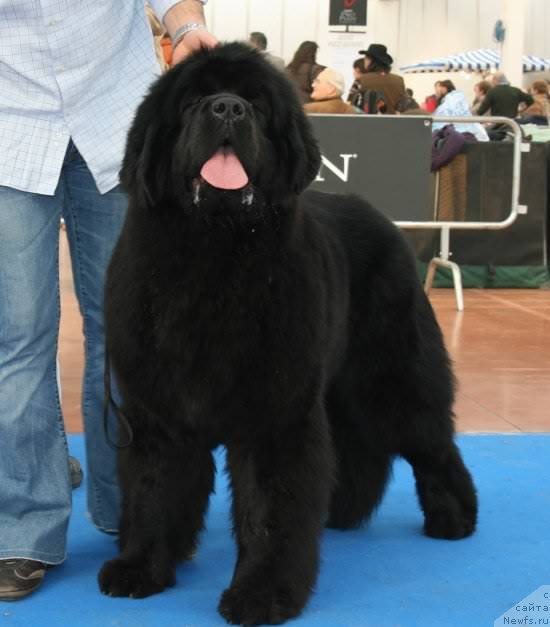 Фото: ньюфаундленд Midnight Lady's Young Heart