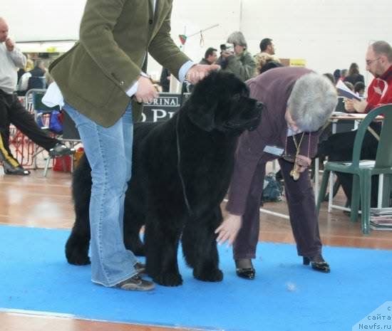 Фото: ньюфаундленд Midnight Lady's Young Heart