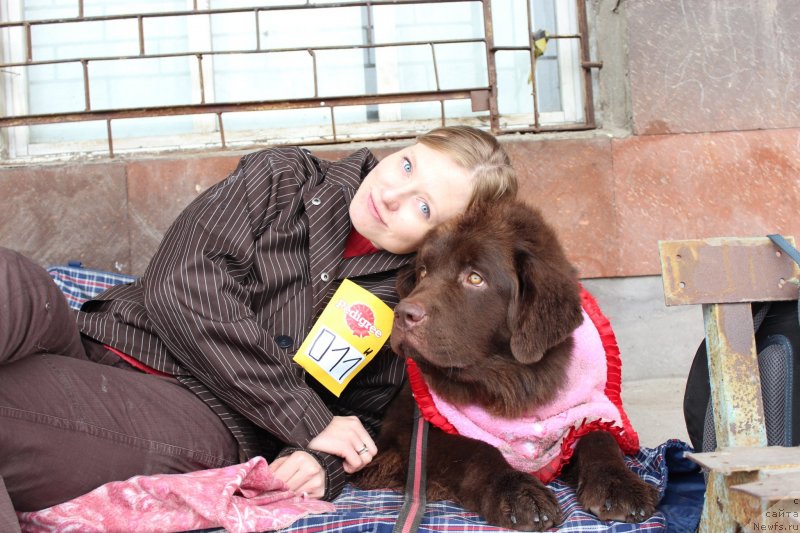 Фото: ньюфаундленд Чара Хани Лес (Chara Hani Les), Мария Черванева