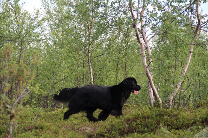 Фото: ньюфаундленд Уютная Долина Блэк Даймонд Велинда (Uyutnaya Dolina Black Diamond Velinda)