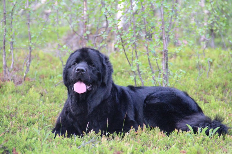 Фото: ньюфаундленд Уютная Долина Блэк Даймонд Велинда (Uyutnaya Dolina Black Diamond Velinda)