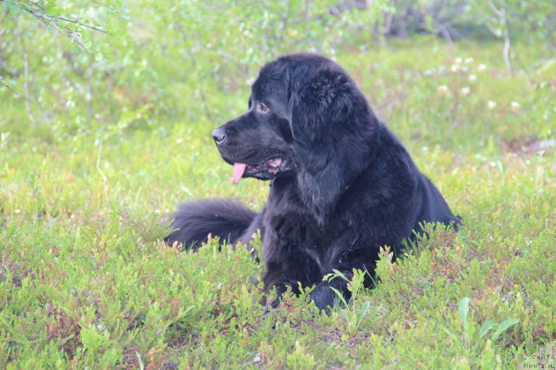 Фото: ньюфаундленд Уютная Долина Блэк Даймонд Велинда (Uyutnaya Dolina Black Diamond Velinda)