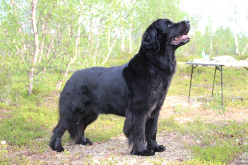 Фото: ньюфаундленд Уютная Долина Блэк Даймонд Велинда (Uyutnaya Dolina Black Diamond Velinda)