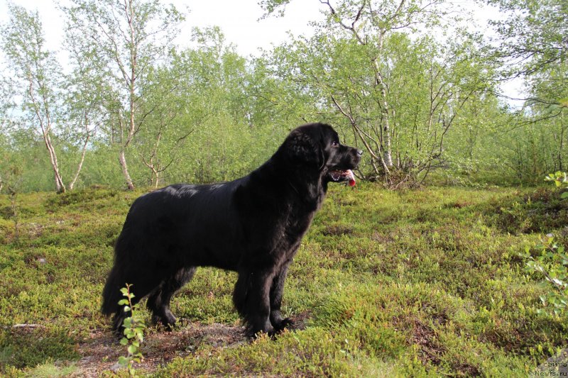Фото: ньюфаундленд Уютная Долина Блэк Даймонд Велинда (Uyutnaya Dolina Black Diamond Velinda)