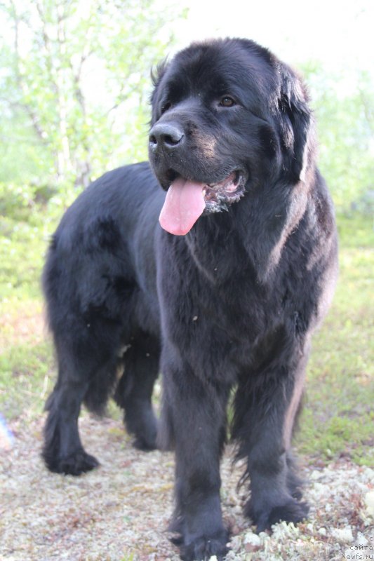 Фото: ньюфаундленд Уютная Долина Блэк Даймонд Велинда (Uyutnaya Dolina Black Diamond Velinda)