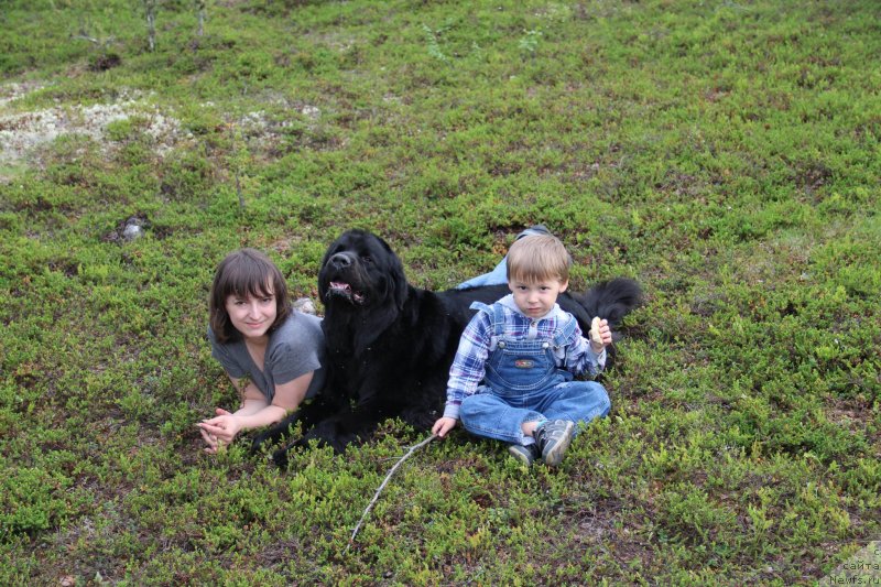 Фото: ньюфаундленд Уютная Долина Блэк Даймонд Велинда (Uyutnaya Dolina Black Diamond Velinda)