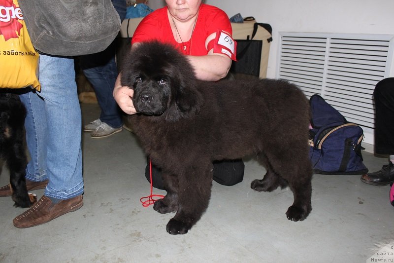 Фотография № 129062