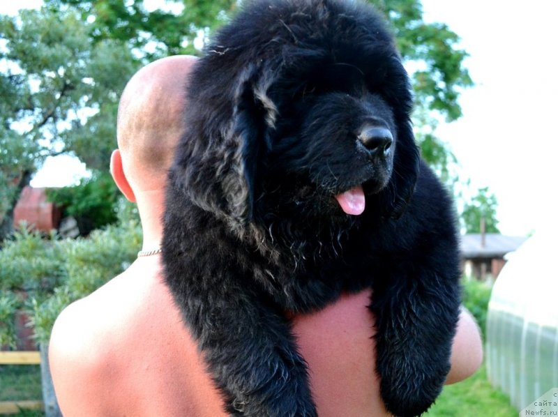 Фото: ньюфаундленд Винсент Друкки Интригант