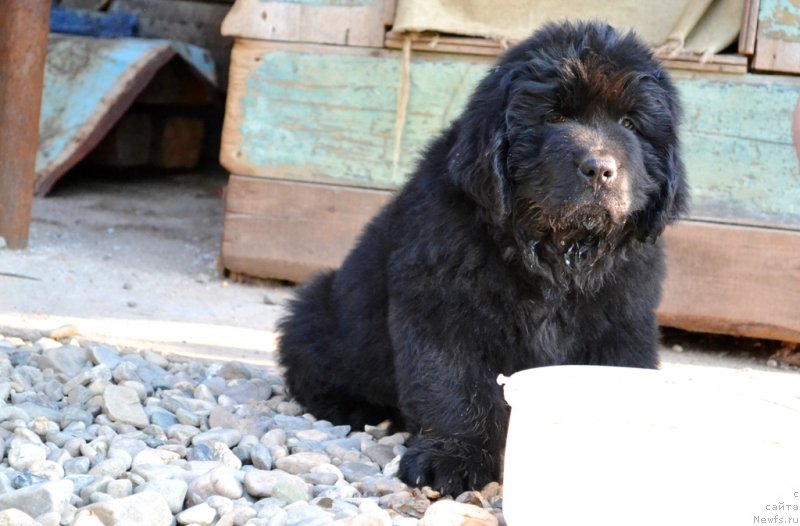 Фото: ньюфаундленд Винсент Друкки Интригант