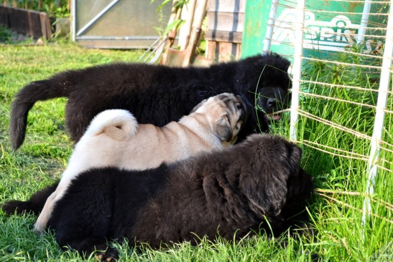 Фото: ньюфаундленд Ванилла Кока-Кола, ньюфаундленд Вавилония Бест