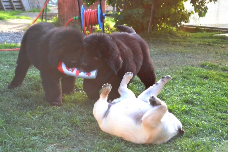 Фото: ньюфаундленд Винсент Друкки Интригант, ньюфаундленд Вавилония Бест