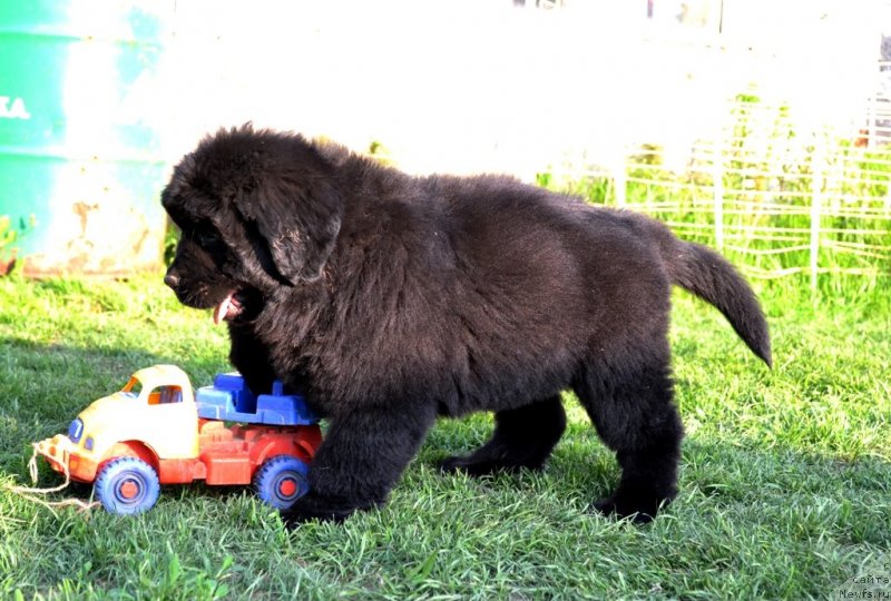 Фото: ньюфаундленд Ванилла Кока-Кола