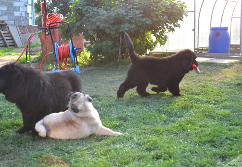 Фото: ньюфаундленд Вавилония Бест