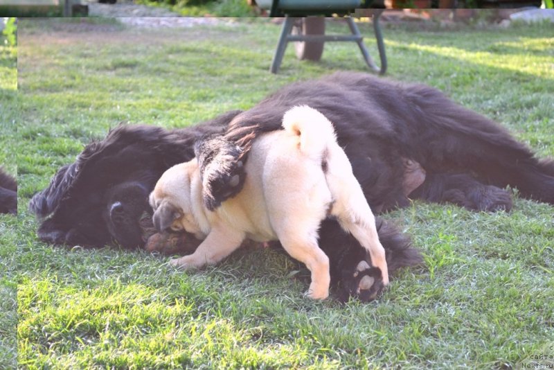 Фото: ньюфаундленд Их Высочество Владлена Маджикс, Потап Розали Белл