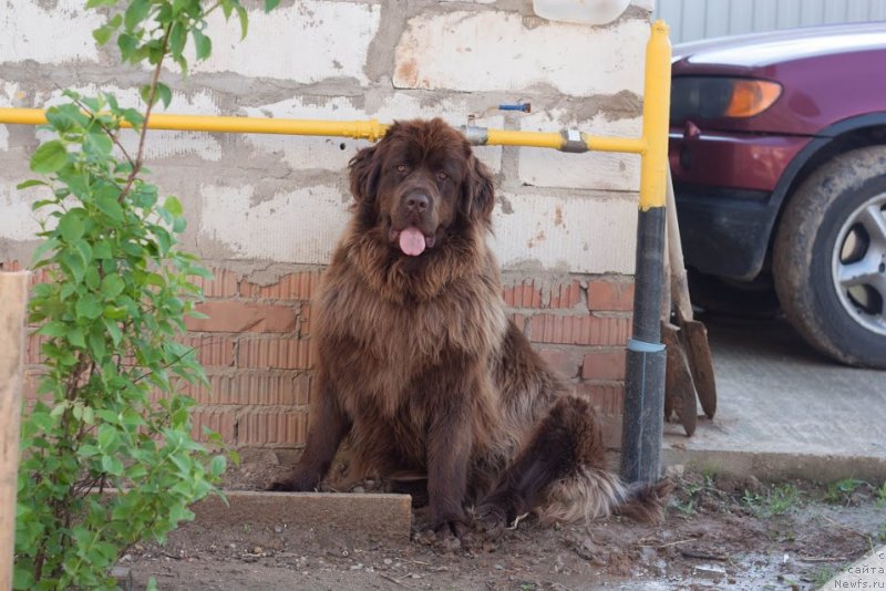 Фото: ньюфаундленд Ван Лен Тайм Женевьева