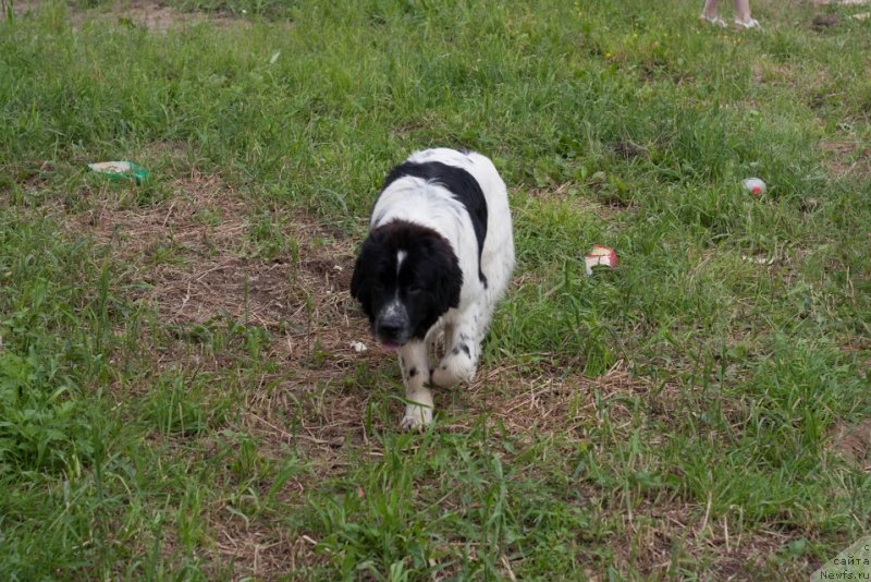 Фото: ньюфаундленд Сент Джонс Вива Виктория (Sent Djons Viva Viktoria)