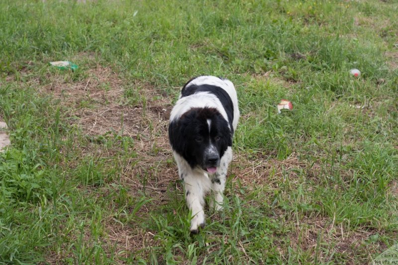 Фото: ньюфаундленд Сент Джонс Вива Виктория (Sent Djons Viva Viktoria)