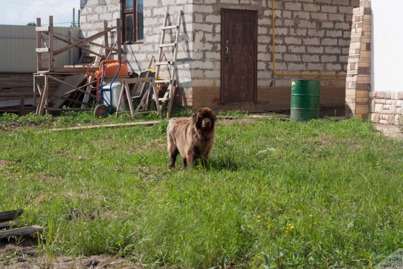 Фото: ньюфаундленд Ван Лен Тайм Женевьева