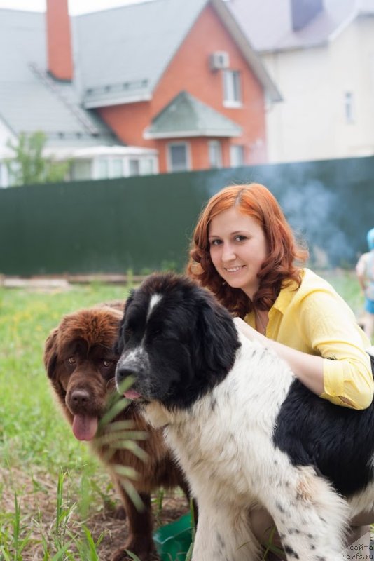 Фото: ньюфаундленд Сент Джонс Вива Виктория (Sent Djons Viva Viktoria), ньюфаундленд Ван Лен Тайм Женевьева