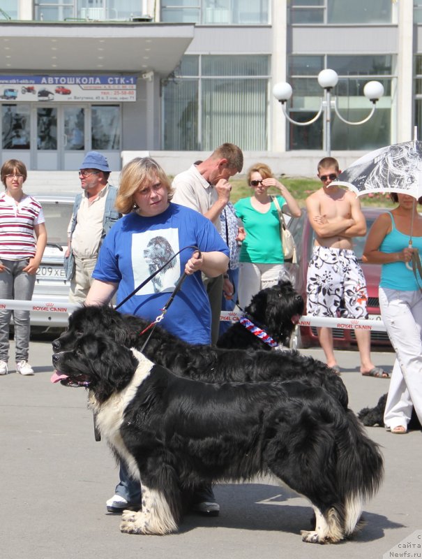 Фото: Ольга Скуматенко, Тимофеюшка, ньюфаундленд Супер Бизон Гера